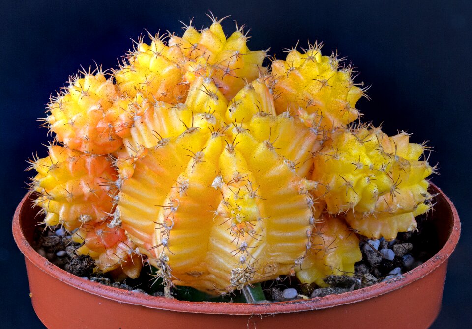Prickly nature yellow