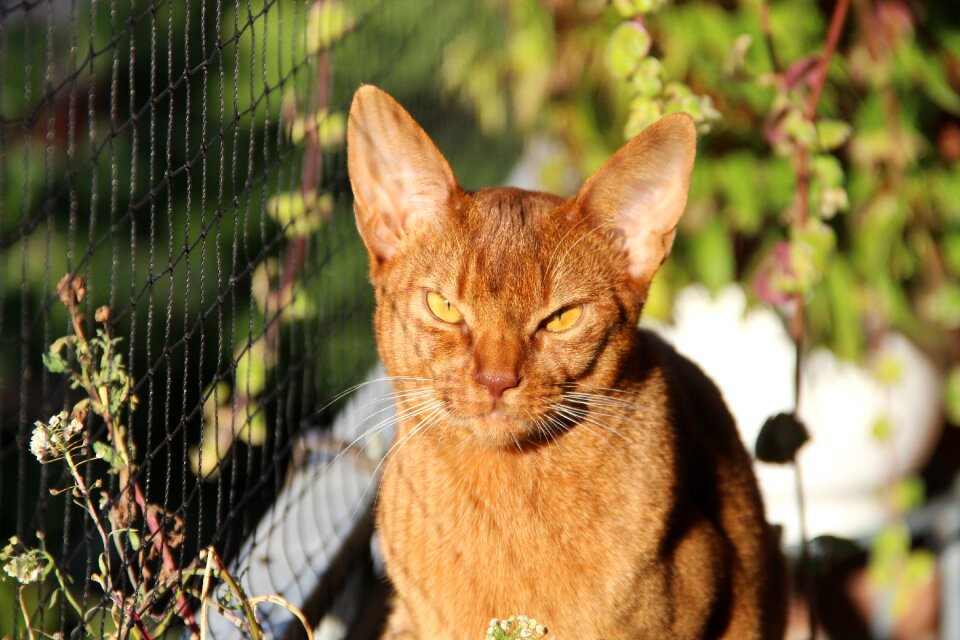 Mammal sorrel breed animal