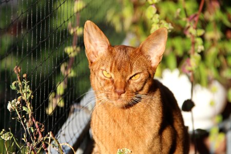 Mammal sorrel breed animal