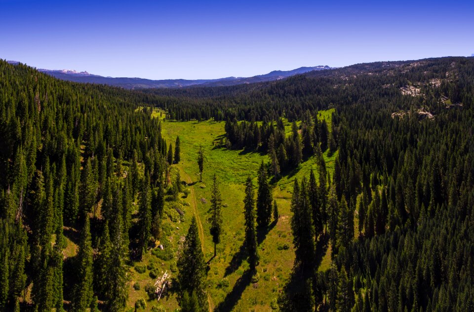 Forest nature california