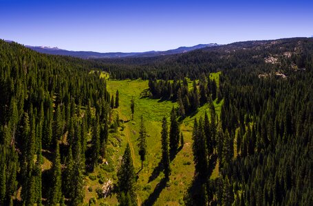 Forest nature california