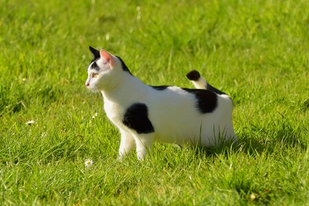 Spring domestic cat grass