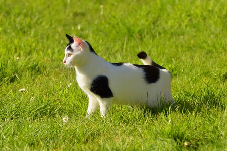 Spring domestic cat grass photo