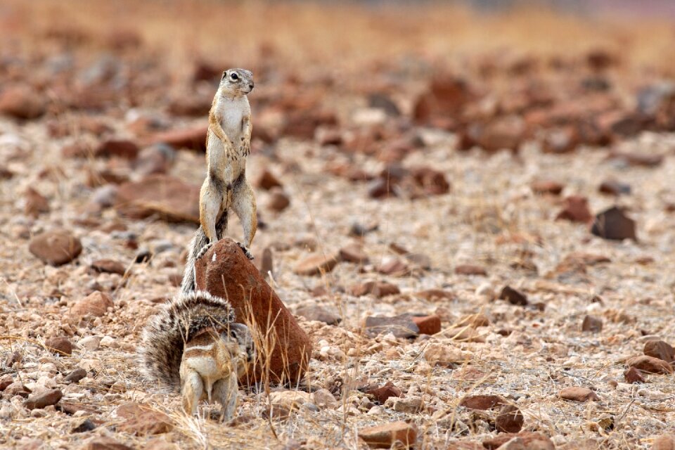 Mammal nature animal