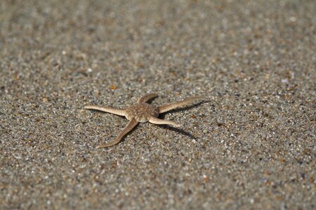 Nature ocean echinoderm