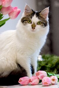 Cat tulips portrait