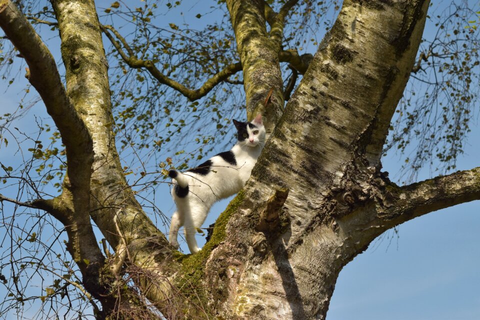 Cat in the tree in the free play