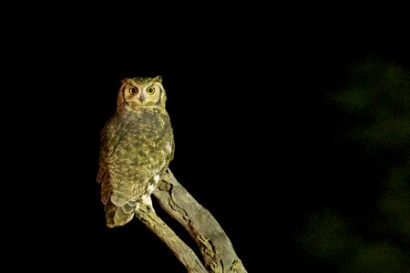 Night brown nocturnal