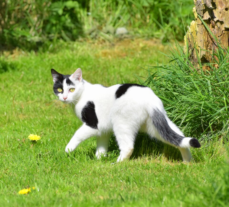 Attention nature spring