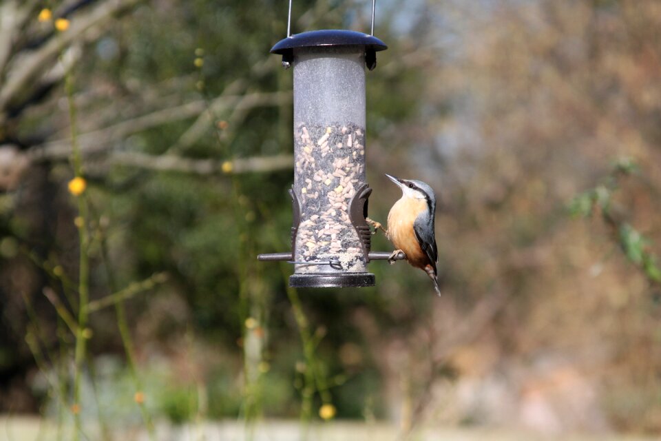 Bird garden wildlife