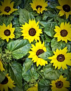 Summer bright pots