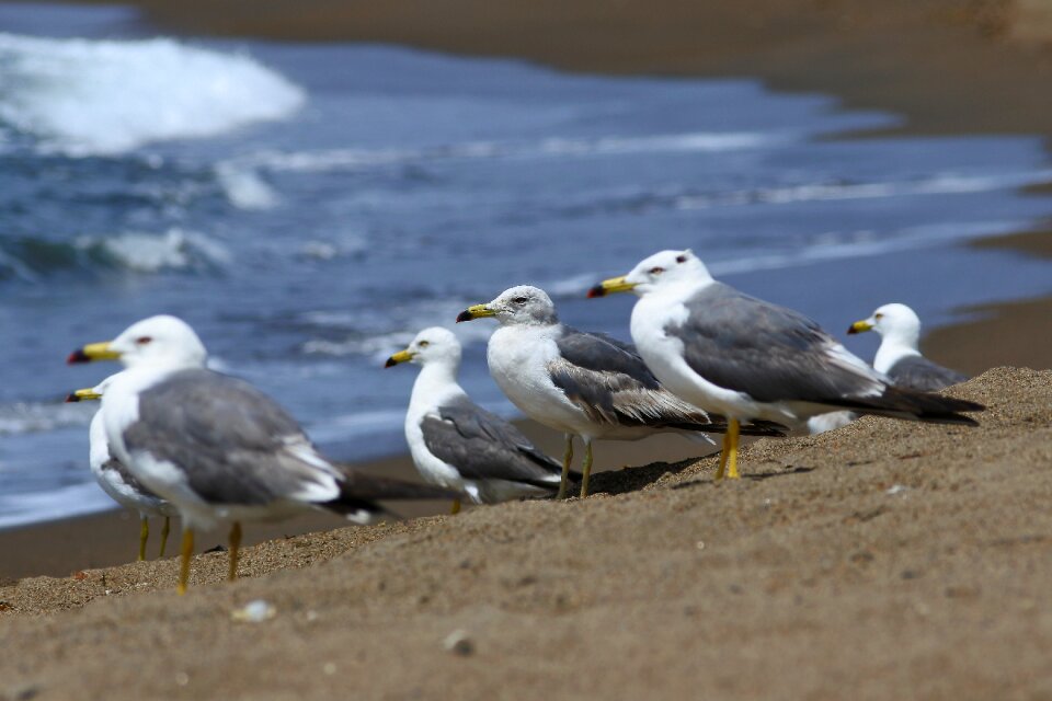 Wave seabird sea gull