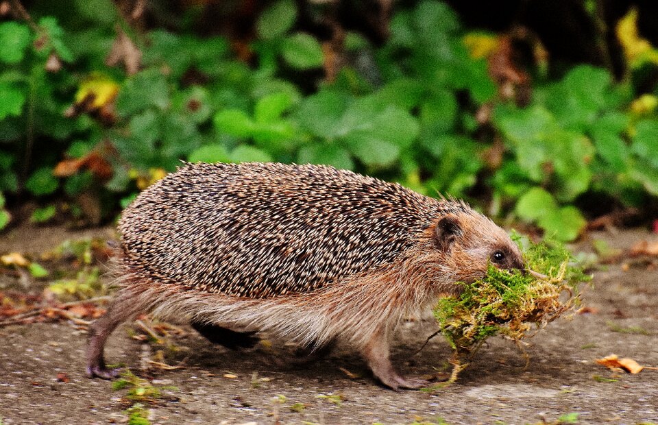 Cute nature animal world