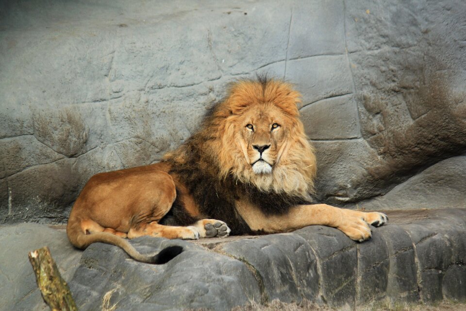 Wild hagenbeks big cat