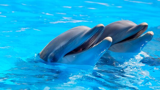 Mammals marine life outdoors