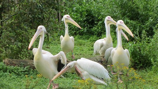 Beak waterfowl animal
