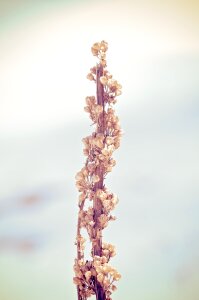 Dry winter close up