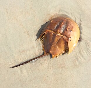 Sea life brown life brown ocean