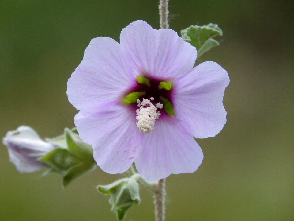 Wild flower detail mediterranean flora