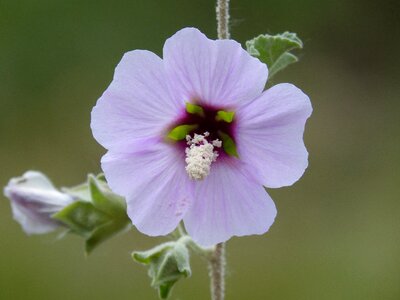 Wild flower detail mediterranean flora