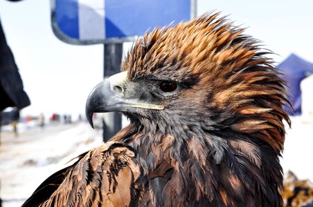 Prey wildlife beak