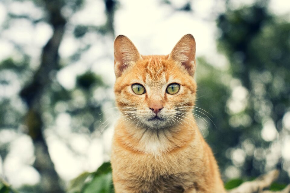 Cat vintage yellow cat