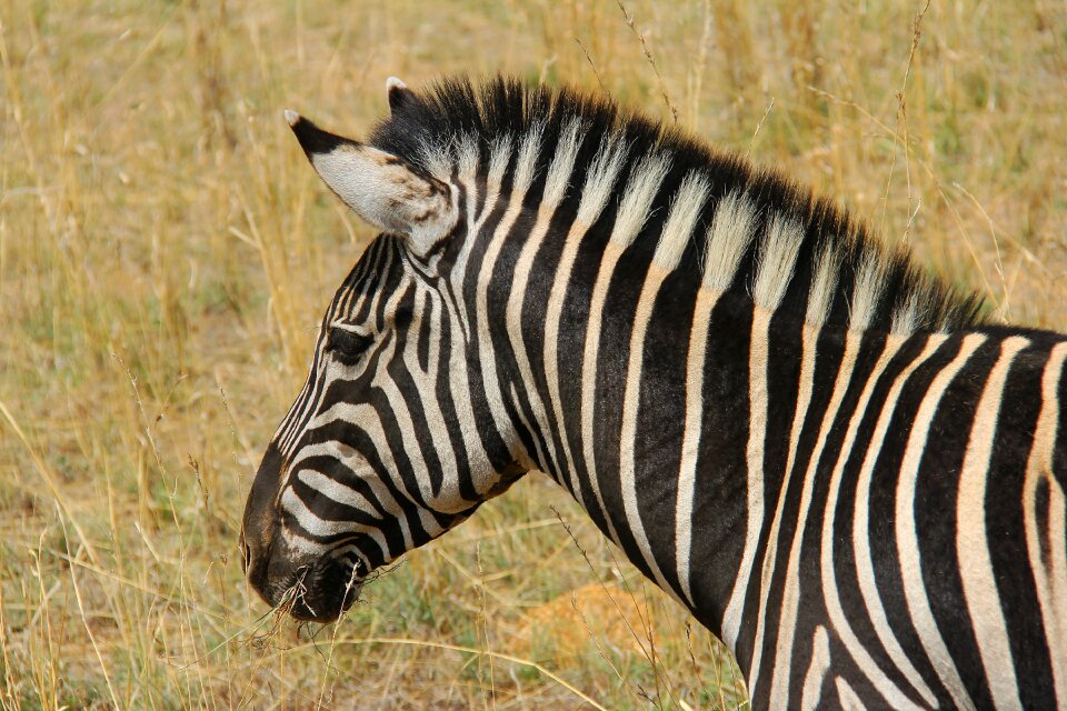 Safaris scenic beautiful