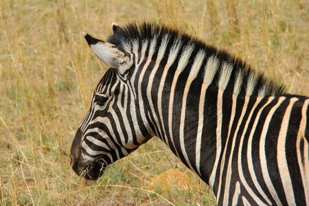 Safaris scenic beautiful