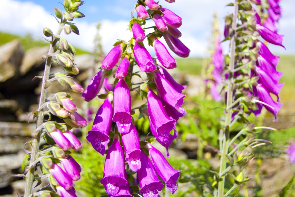 Nature summer england