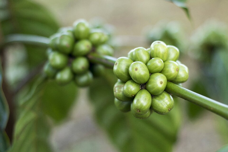 Green coffee green leaf sumatra coffee