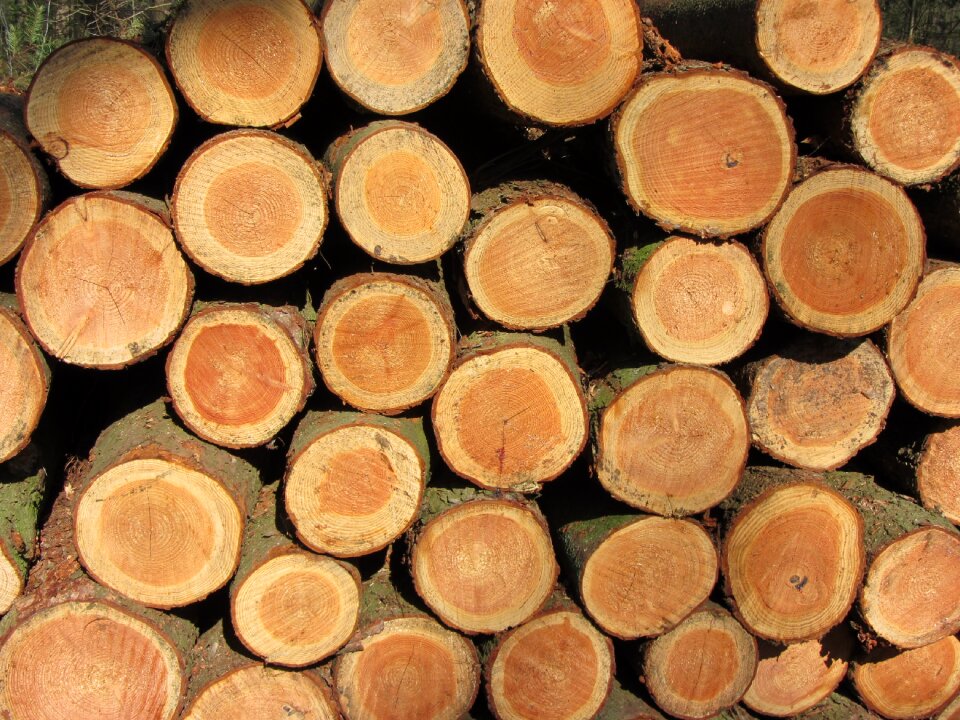 Tree firewood to chop wood