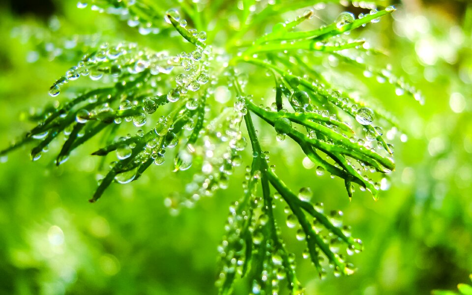 Drops spring summer