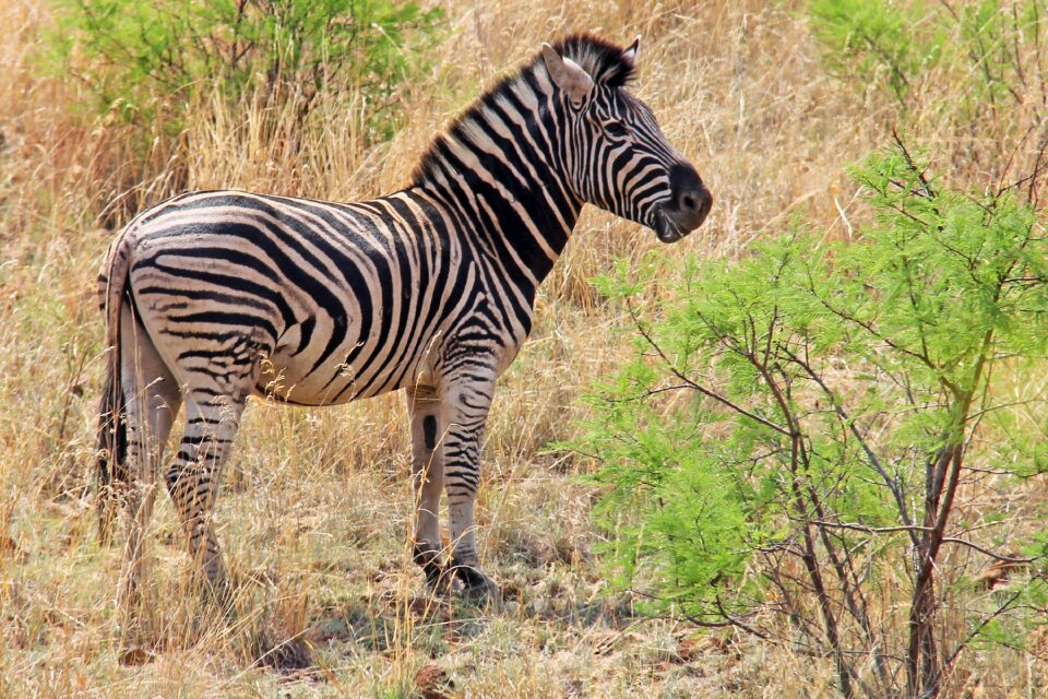Safaris scenic beautiful