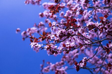 Spring cherry blossom close up photo