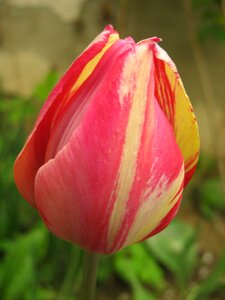 Flower spring floral