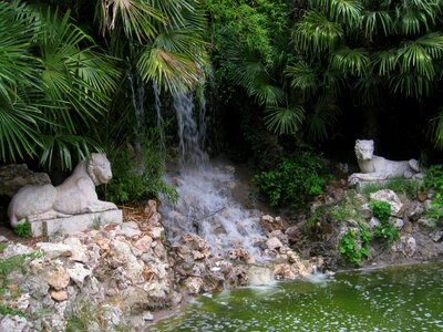 Forest trees palm
