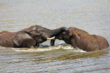 Exciting adventure safaris