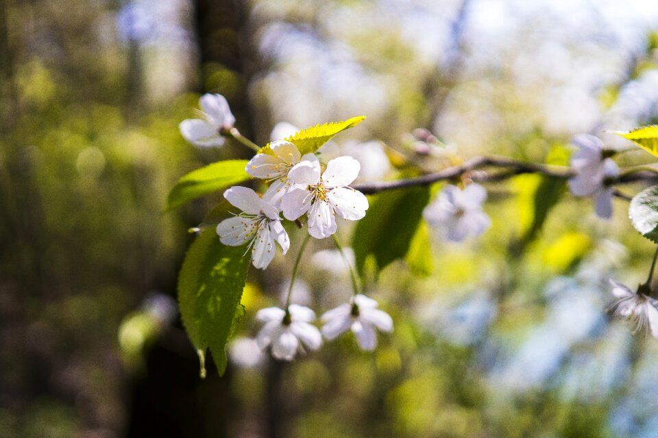 Bloom white blossom flowers