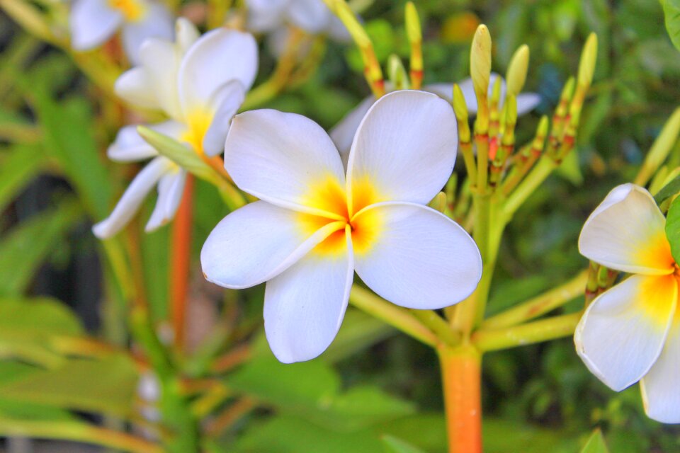 Flower leelawadee wellness