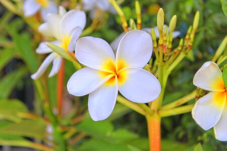 Flower leelawadee wellness