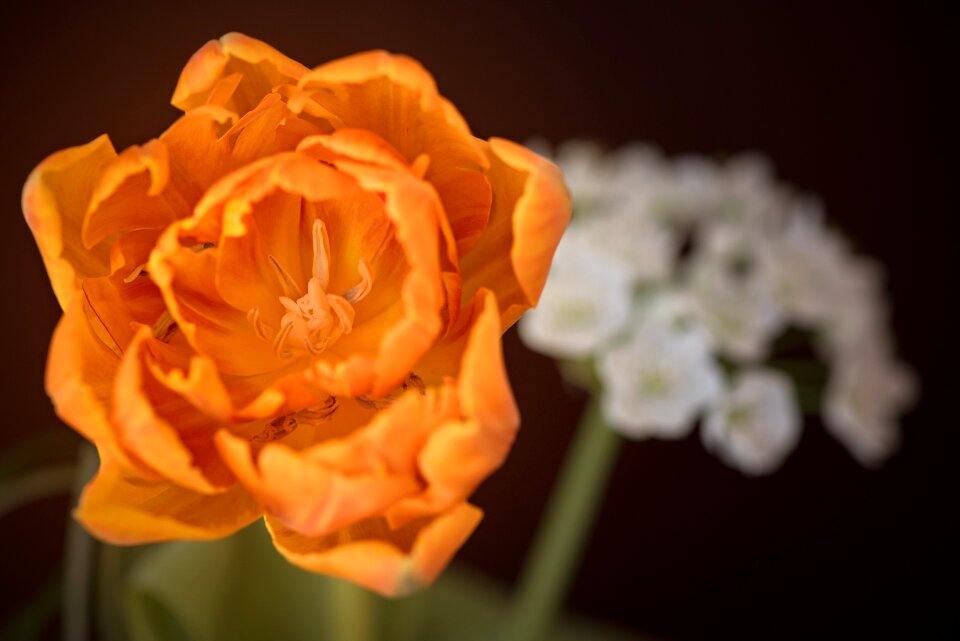 Orange flower orange tulip orange blossom