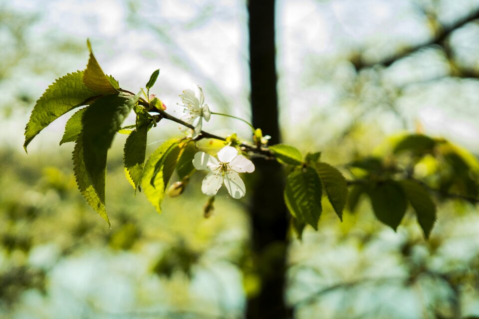 Bloom white blossom flowers