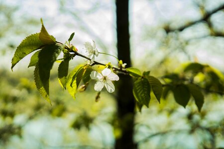 Bloom white blossom flowers