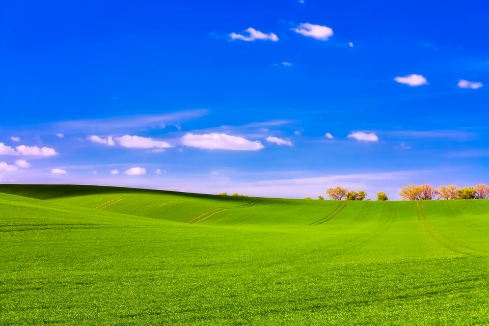 Meadow scenic nature