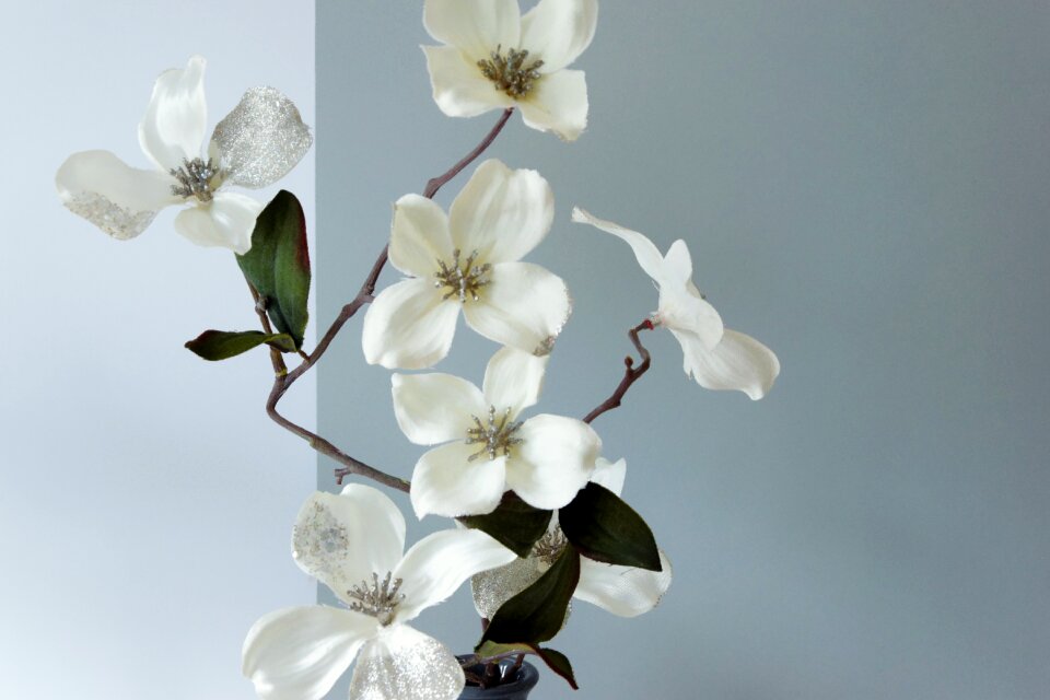 Flowers white branch