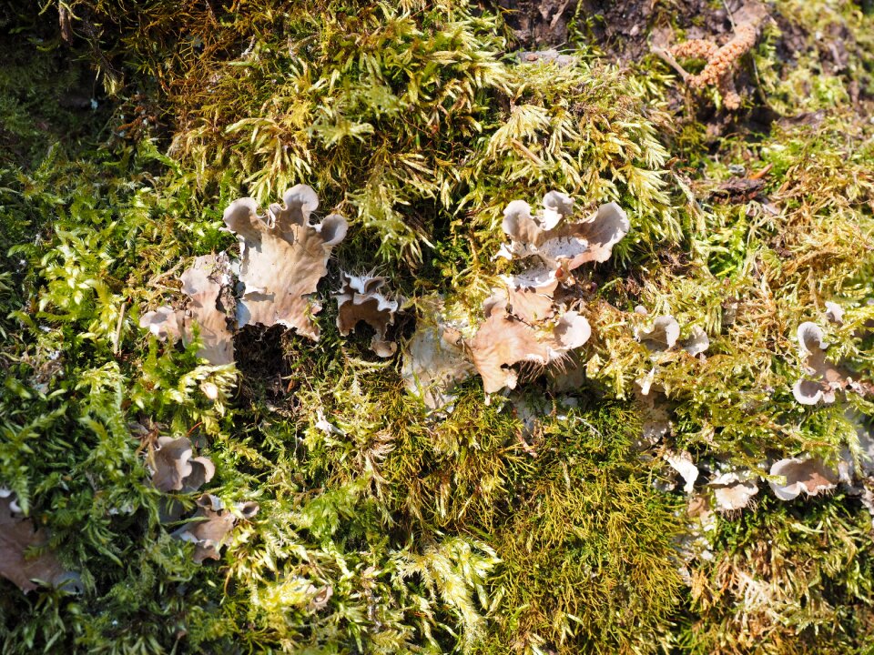 Craterellus sinuosus pseudocraterellus undulatus chanterelle related