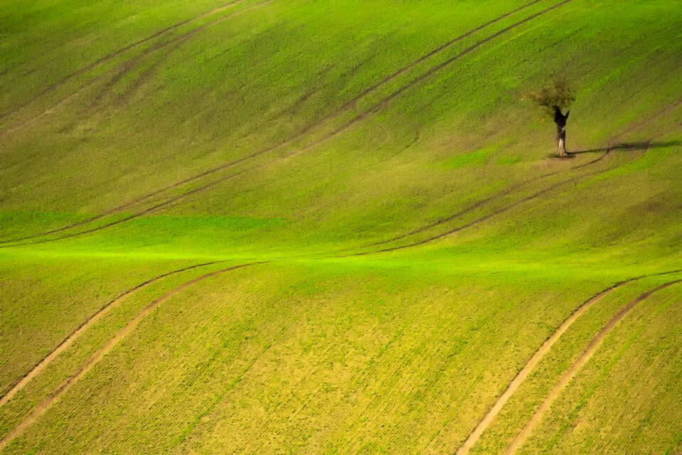 Meadow scenic nature