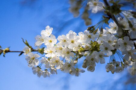 Bloom white blossom flowers photo