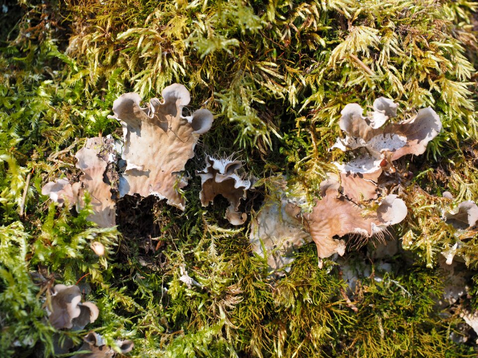 Craterellus sinuosus pseudocraterellus undulatus chanterelle related