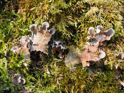 Craterellus sinuosus pseudocraterellus undulatus chanterelle related